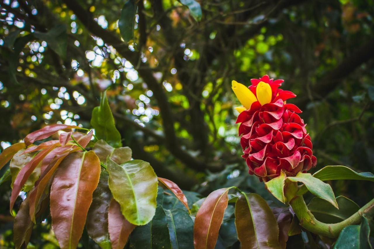 Alem Do Jardim Bed & Breakfast Praia do Rosa